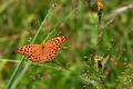 argynnis paphia